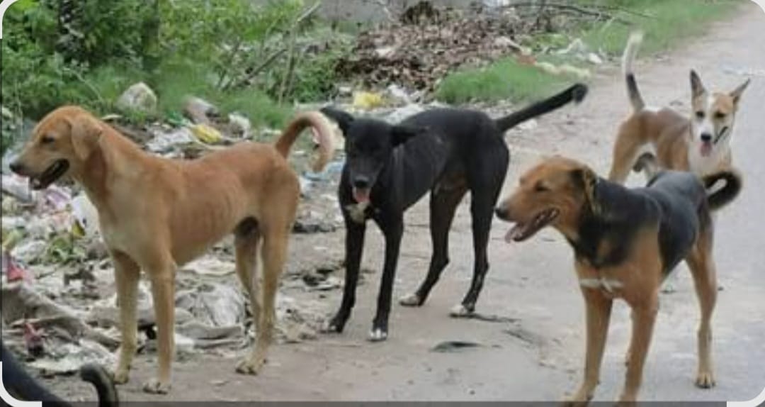 Court order in the file, dogs terrorize the streets