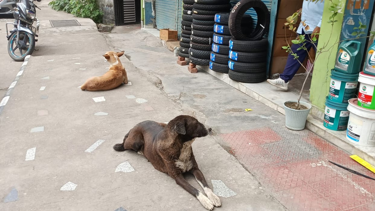 Stray dogs terrorize animal shelters, killing 200 pets in a year