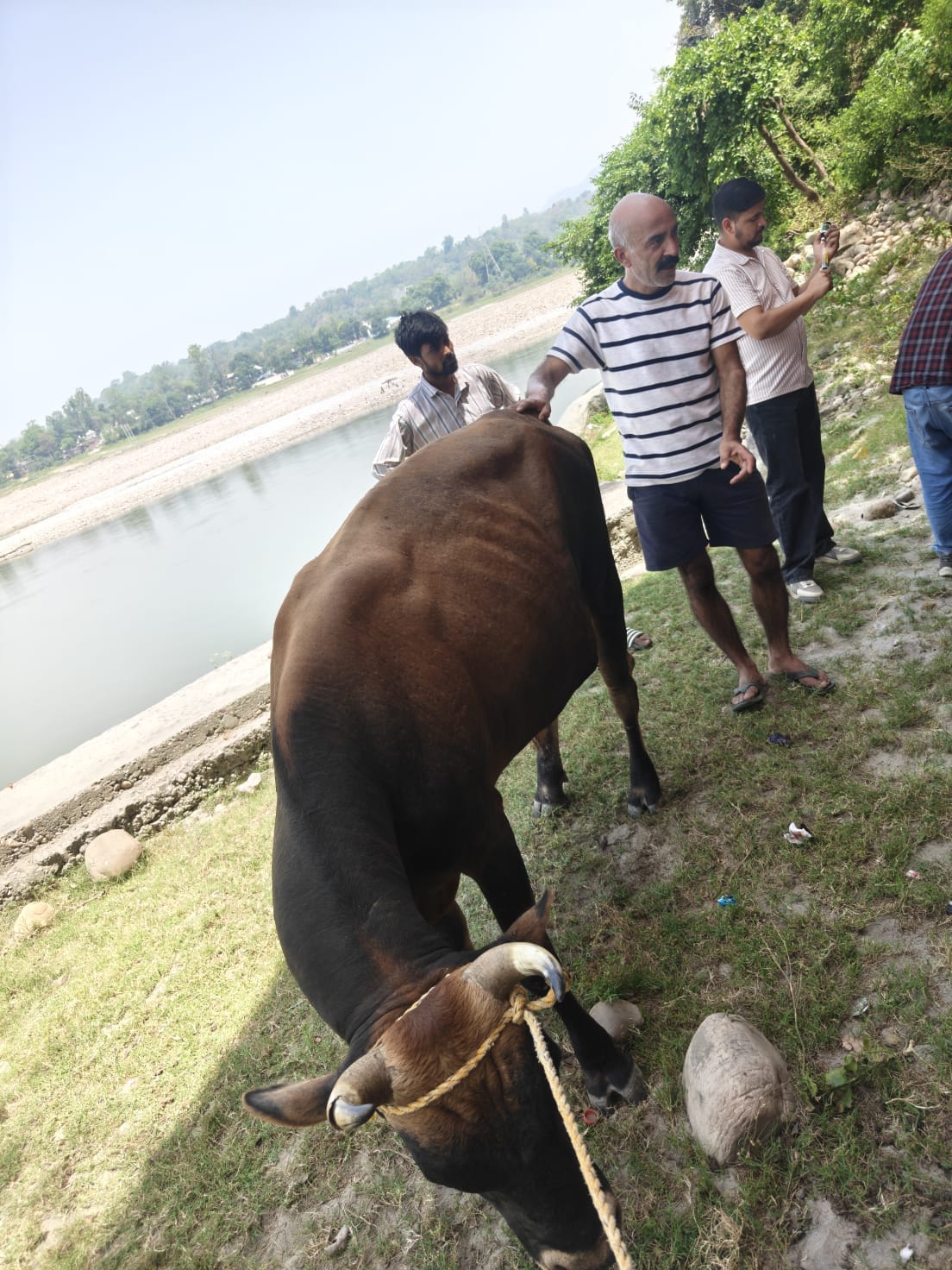 Youth rescue an injured bull trapped on the banks of the Beas River.