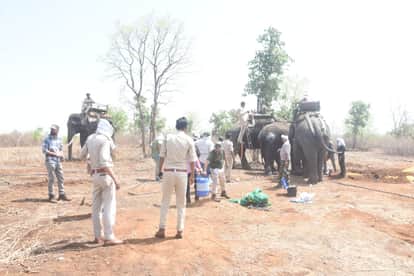The tusker that terrorized the elephant for a month and a half has finally been rescued and sent Bandhavgarh