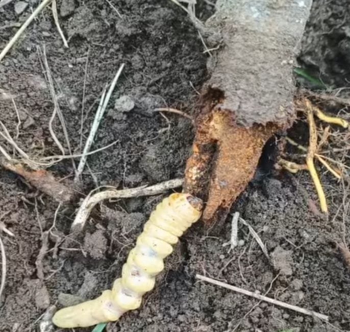 Root borer's shadow enters apple roots