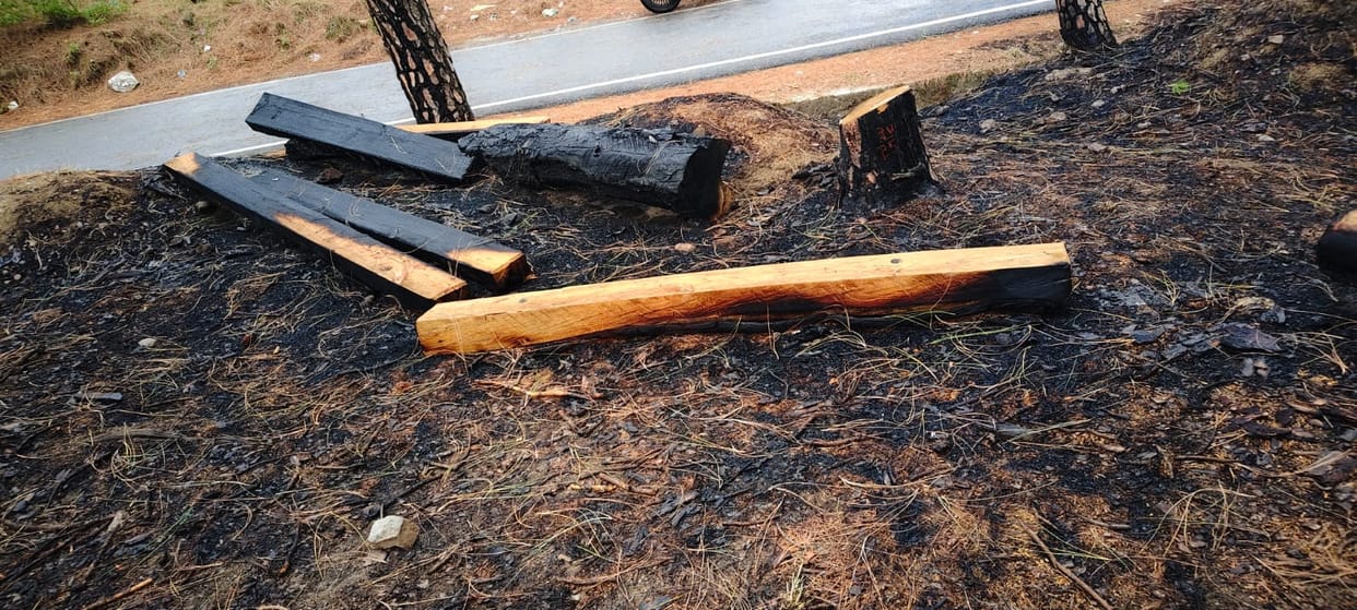 Forests are turning to ashes not only due to fire but also due to chaos, 63 sleepers kept on the roadside burnt.