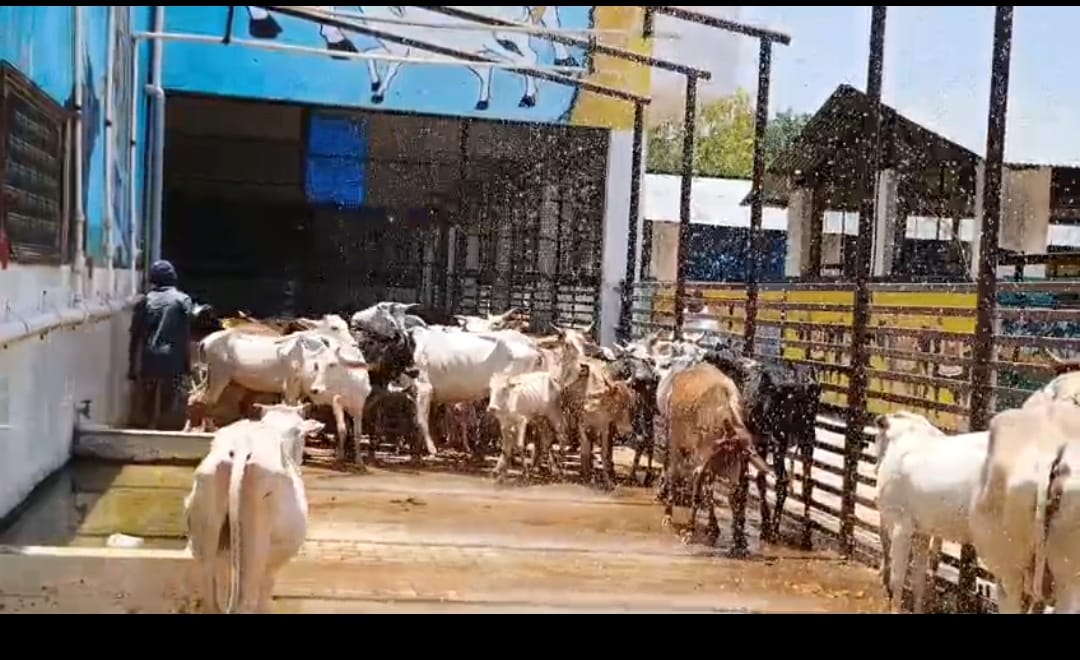 Cows get respite from the scorching heat, modern shower systems and fans installed in the cow shelter
