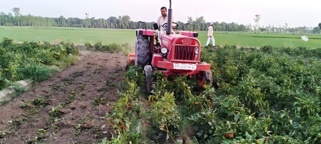 Farmer forced to destroy capsicum crop by driving tractor