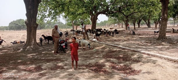 A DCM carrying goats overturned on its way to Kolkata, killing 15 goats.