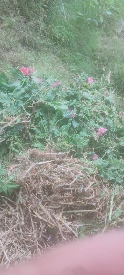 Opium cultivation busted in apple orchard, 2,185 plants destroyed