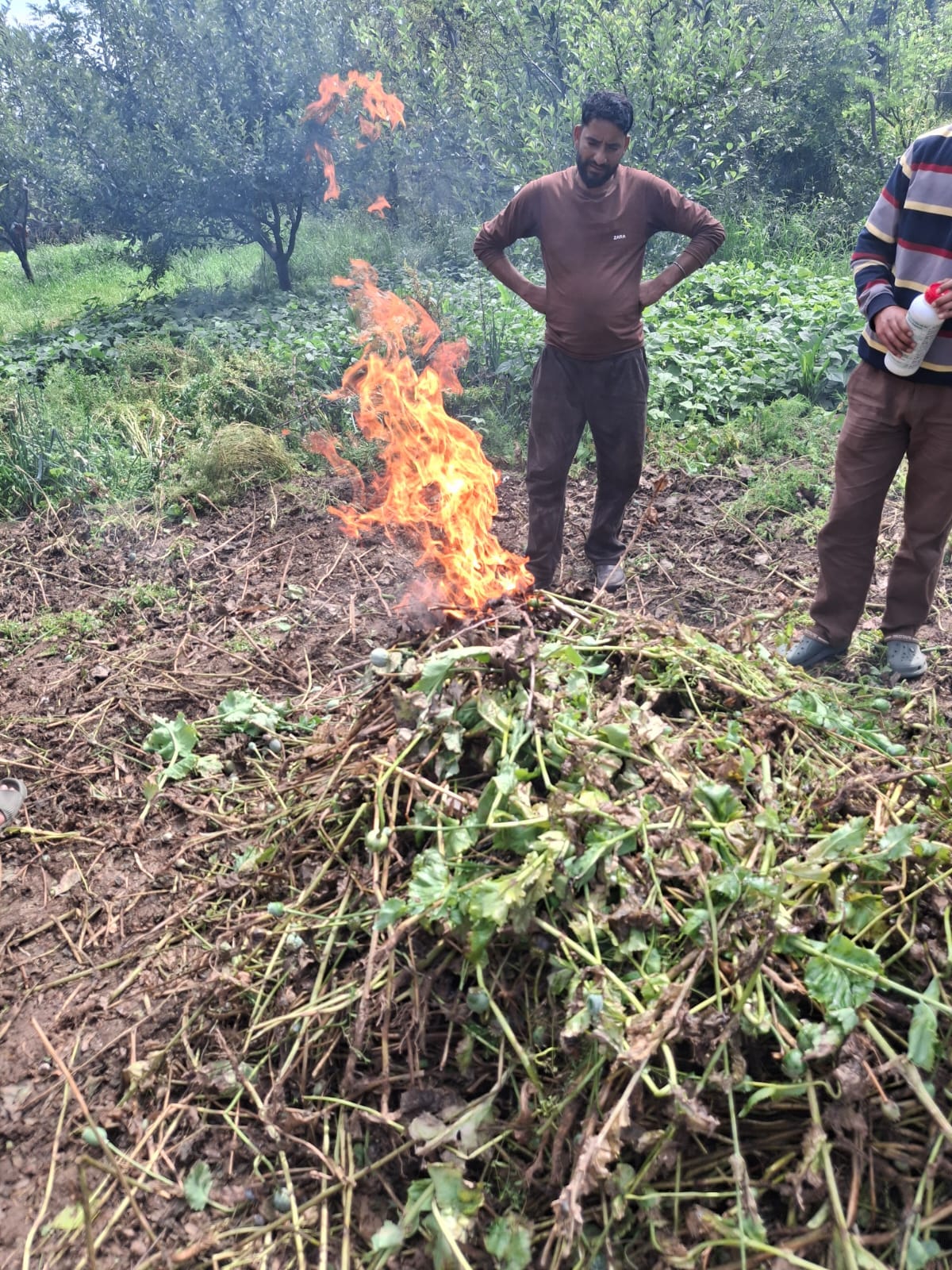 Srinagar, Illegal Crop Destroyed, Narcotics, Anantnag