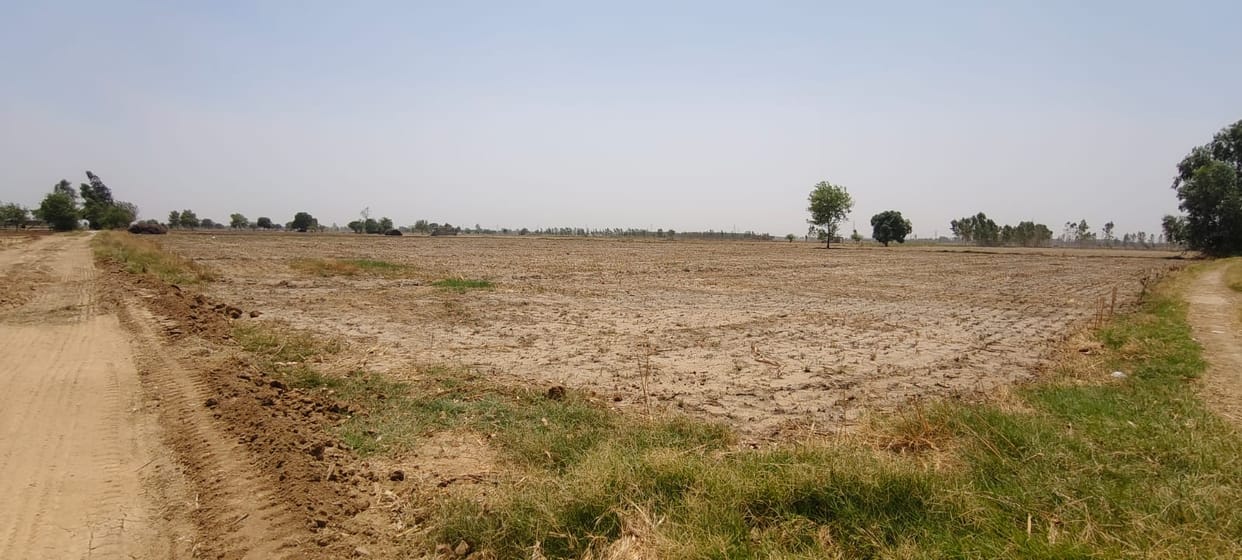 Drought and beans have affected 100 acres of land in Bhimwala village