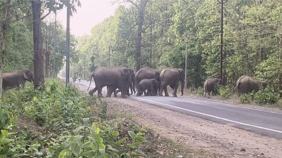 सड़क पार करते नजर आया हाथियों का दल