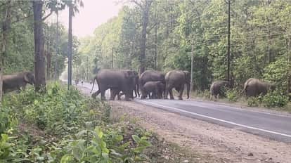 group of 18 elephants stopped traffic and destroyed farmers crops In Raigarh