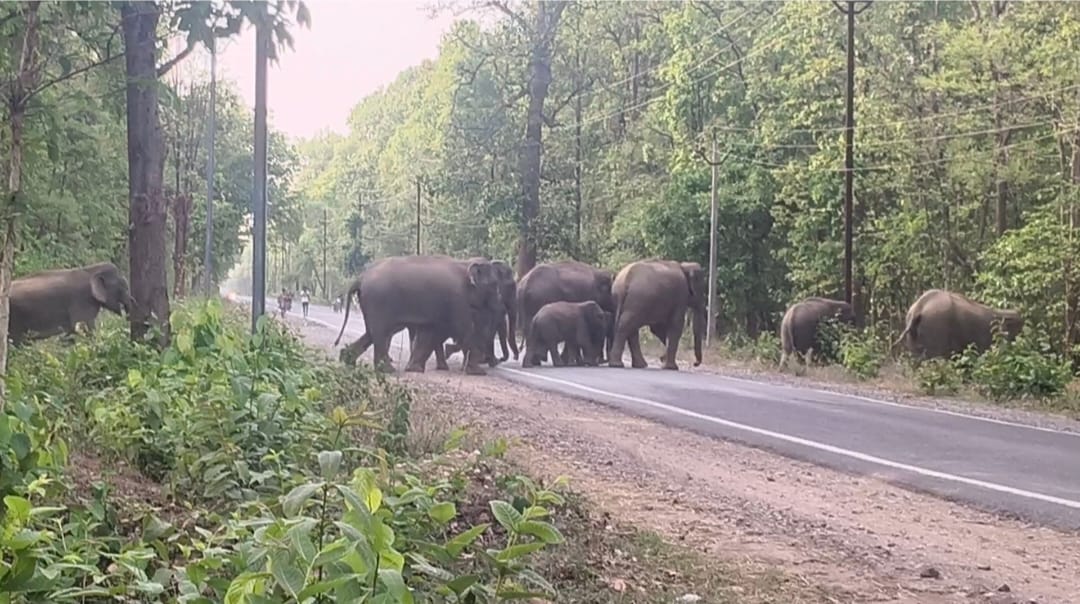 group of 18 elephants stopped traffic and destroyed farmers crops In Raigarh