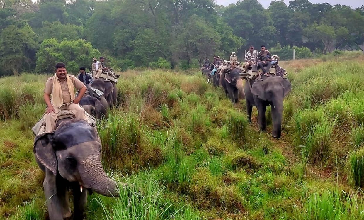 Forest team entered the forest on elephants in Dudhwa