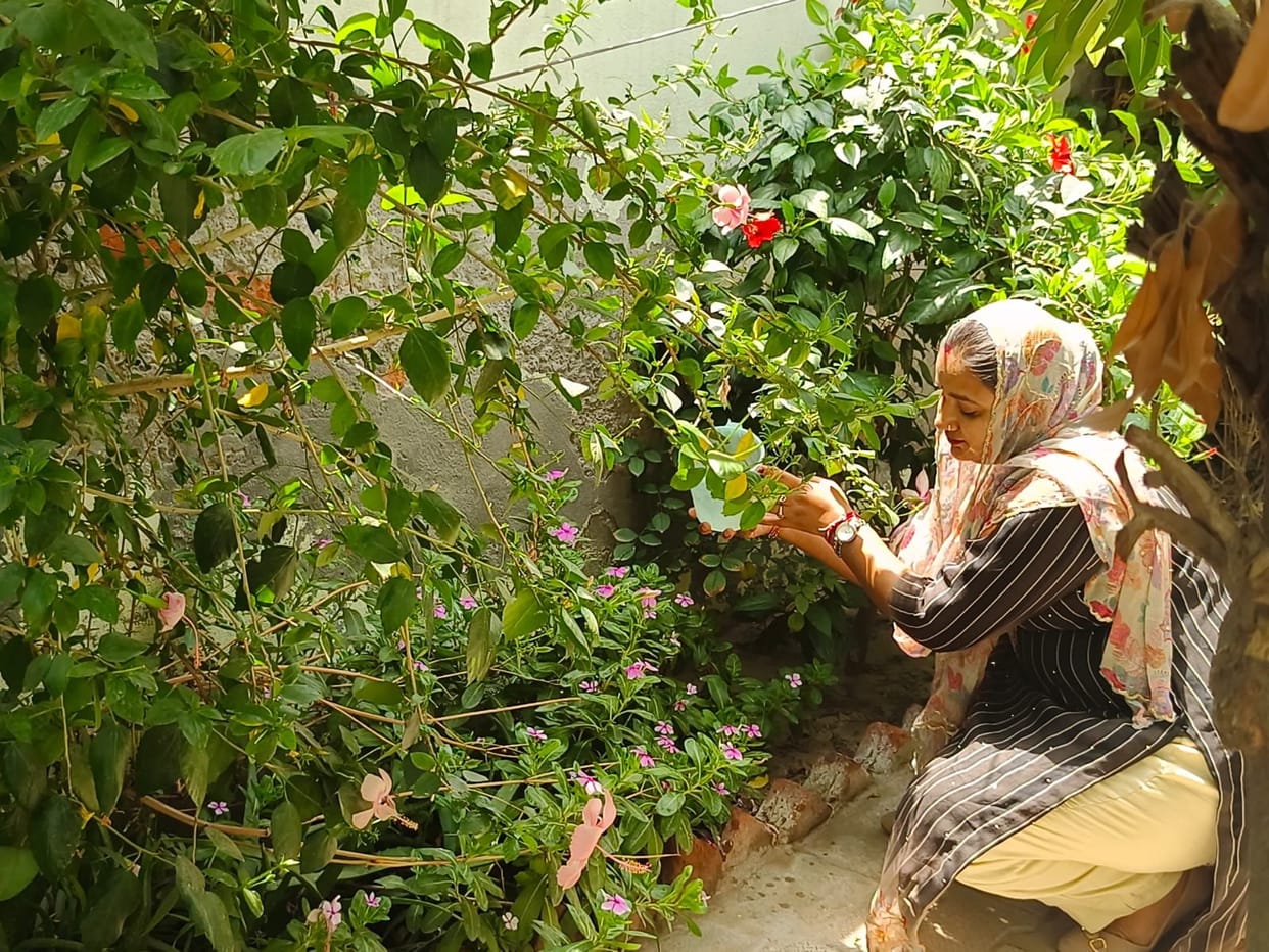 Sarpanch Anita transformed the vacant land at her home into a lush garden of medicinal plants.