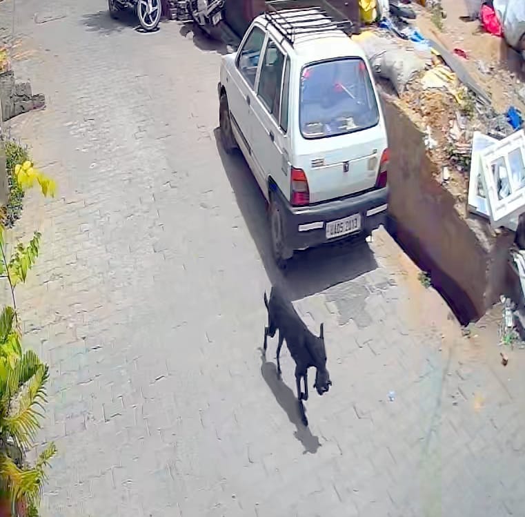 A dog stole a bag containing Rs 1 lakh from a bike's luggage.