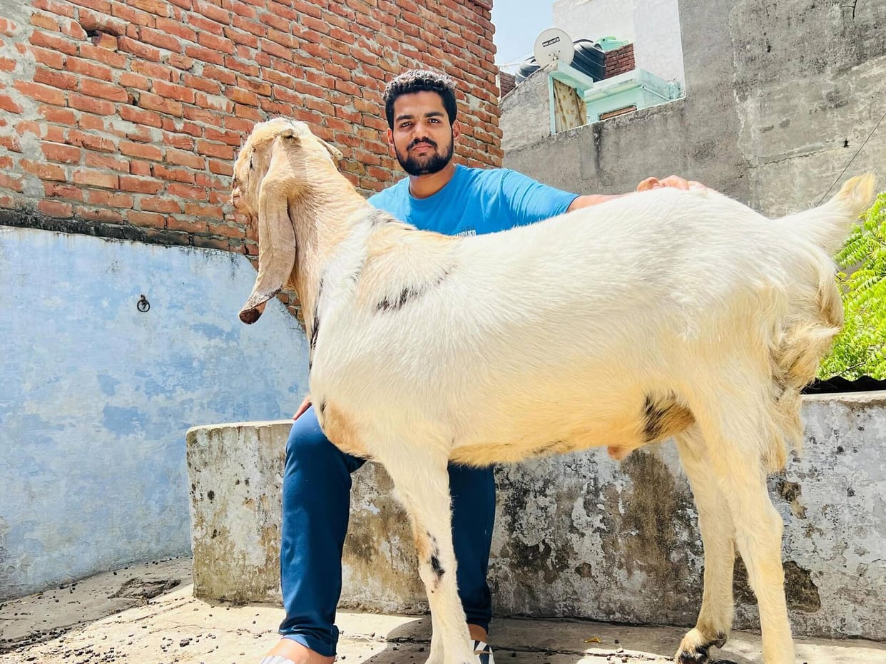 Feeding chickpeas and milk to improve the health of goats