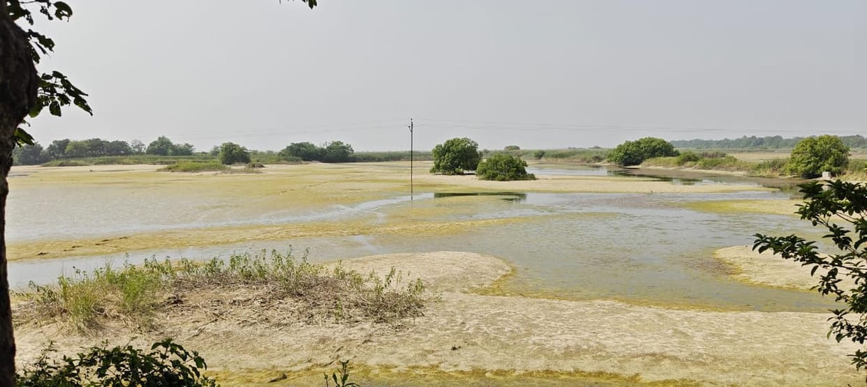 The saffron has dried up, boating will not be allowed for 23 days, even dolphins will not be seen.