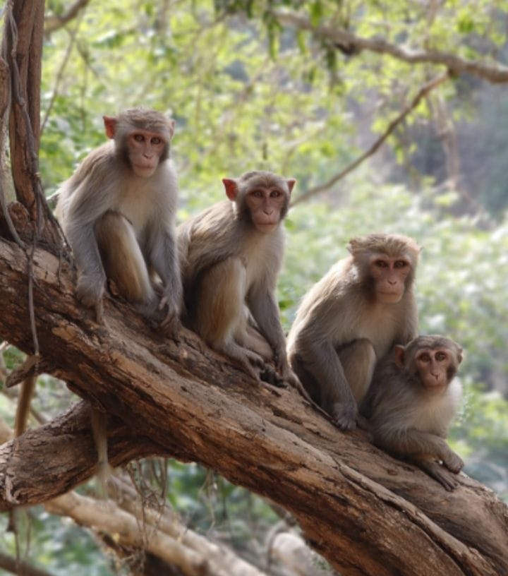 Monkeys thronged from streets to markets, making life difficult for people.
