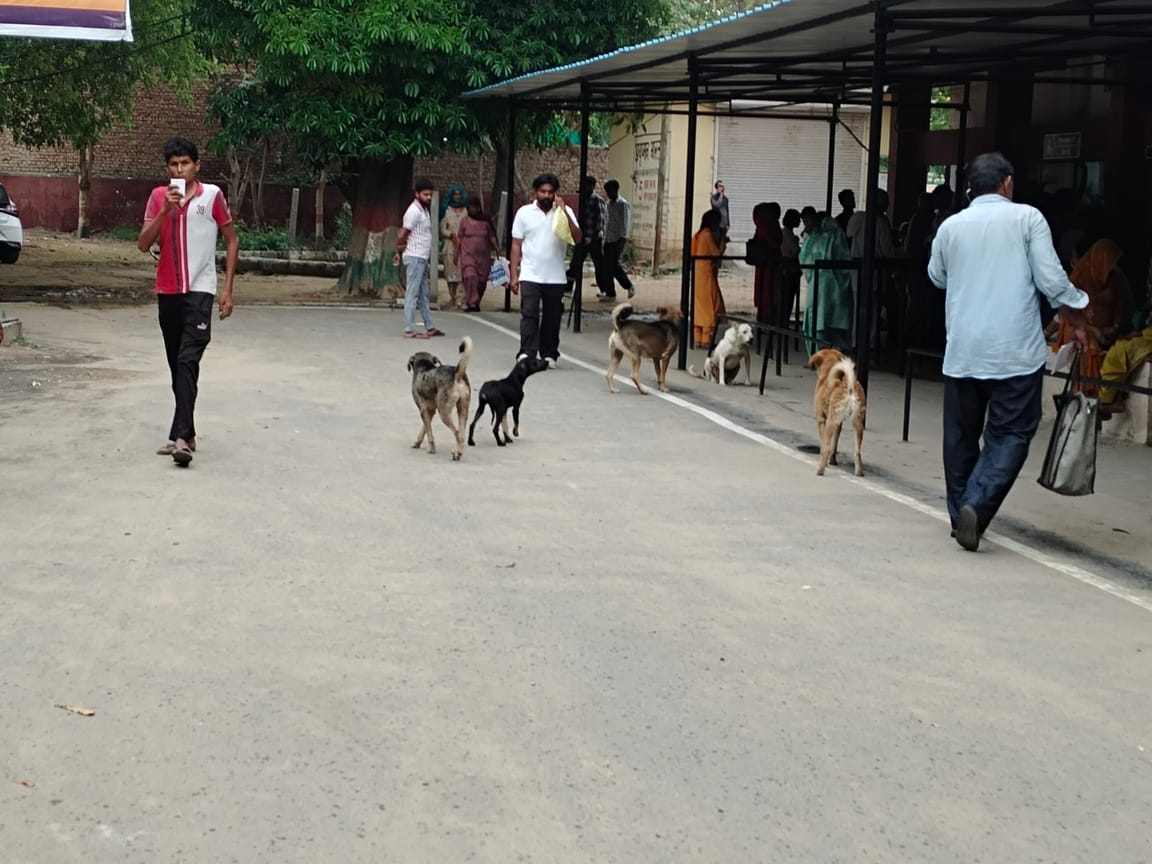Sterilization: Agency asks for Rs 1340 per dog, order says no more than Rs 800