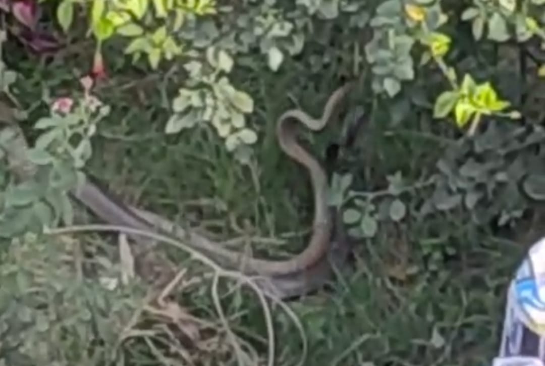 Snake and female snake seen in Ganga Vihar Colony