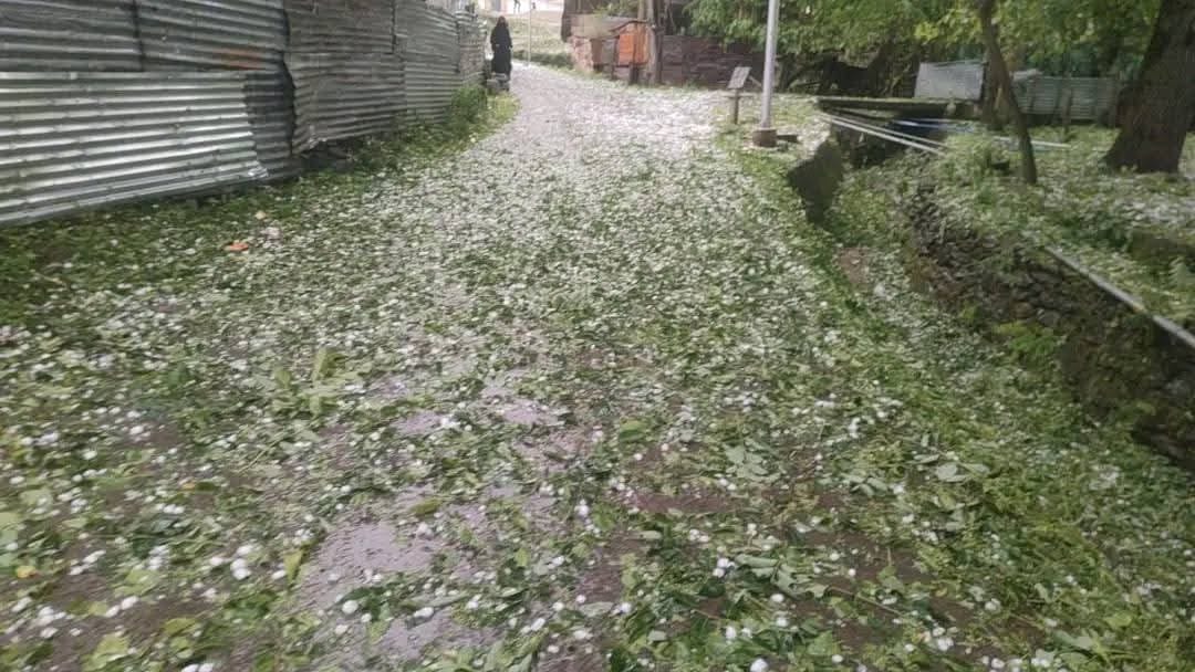 Srinagar, Snow Fall, Lolab, Kupwara, Loss of Apple Farms