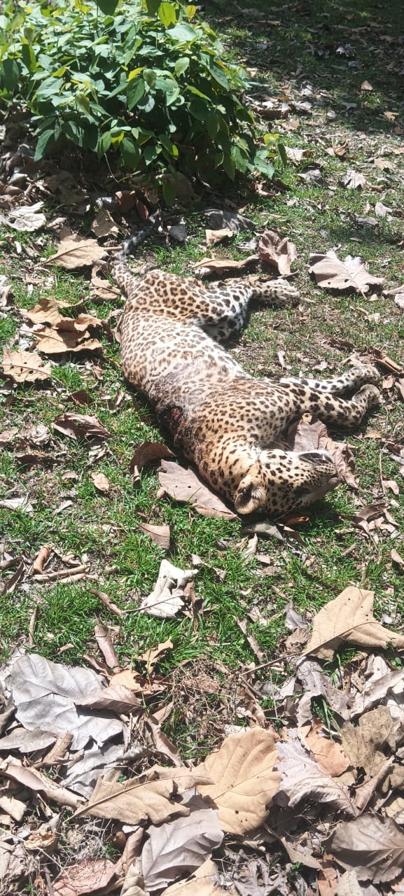 Leopard's carcass found in the forest, with deep wounds on its back