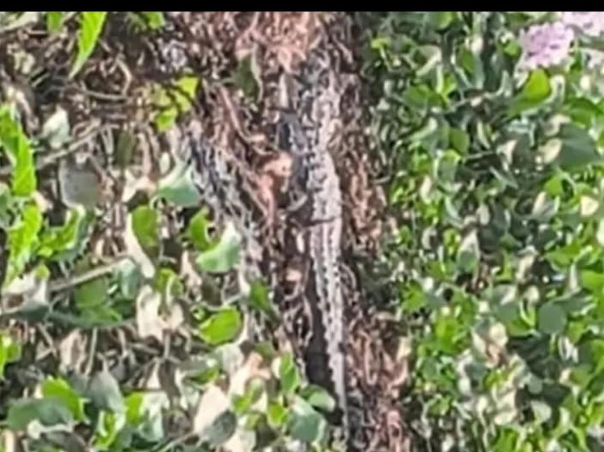 Crocodile spotted near village, panic spread