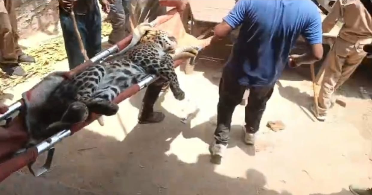 Female leopard, which had injured three people and was hiding in a house, was tranquilized and captured.