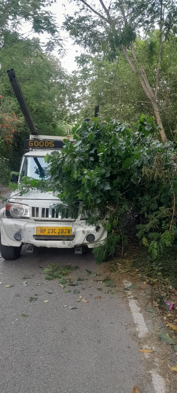 Tree falls on moving jeep, vehicle damaged, passengers narrowly escape