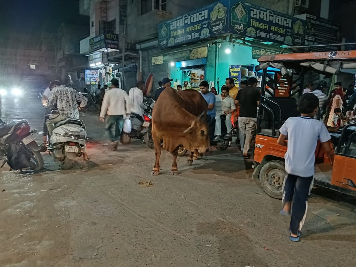 Stray animals cause trouble, fear of attack haunts passersby