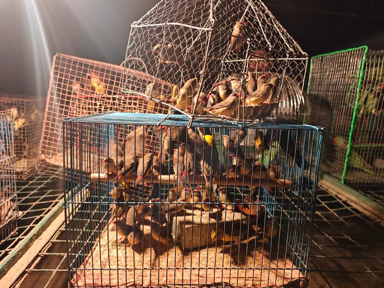 591 Birds of Protected Species Recovered; Seven Arrested