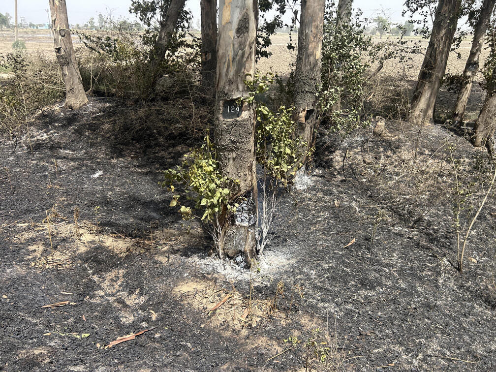 Roadside garbage is being set on fire, trees are also being scorched.