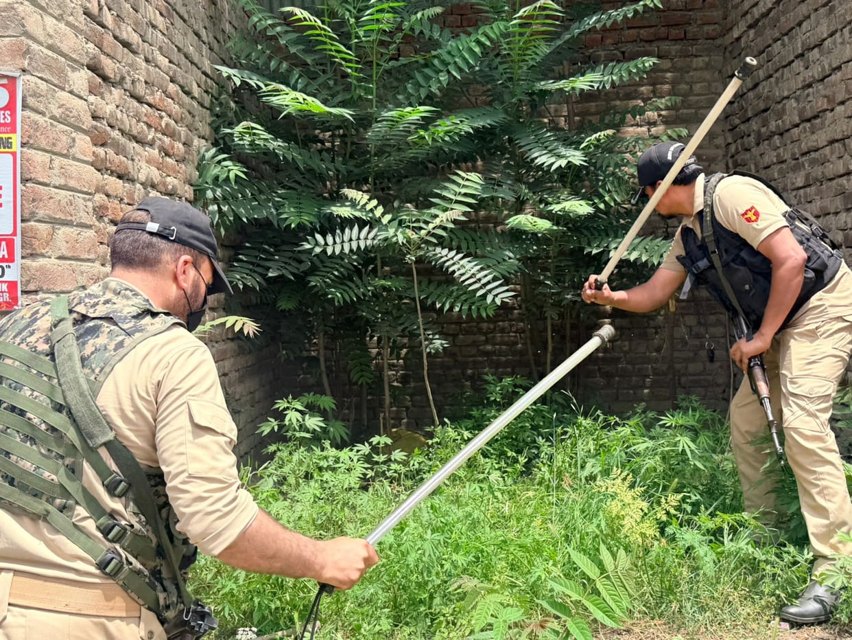 Srinagar, Police Destroyed, Marijuna Crop, Narco