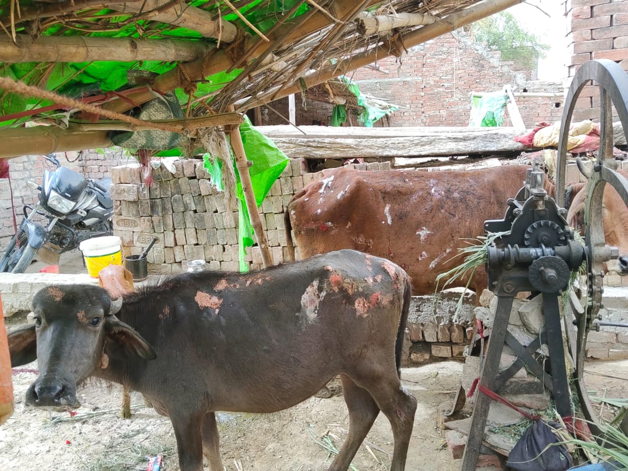 Fire breaks out in house under suspicious circumstances, two cattle scorched