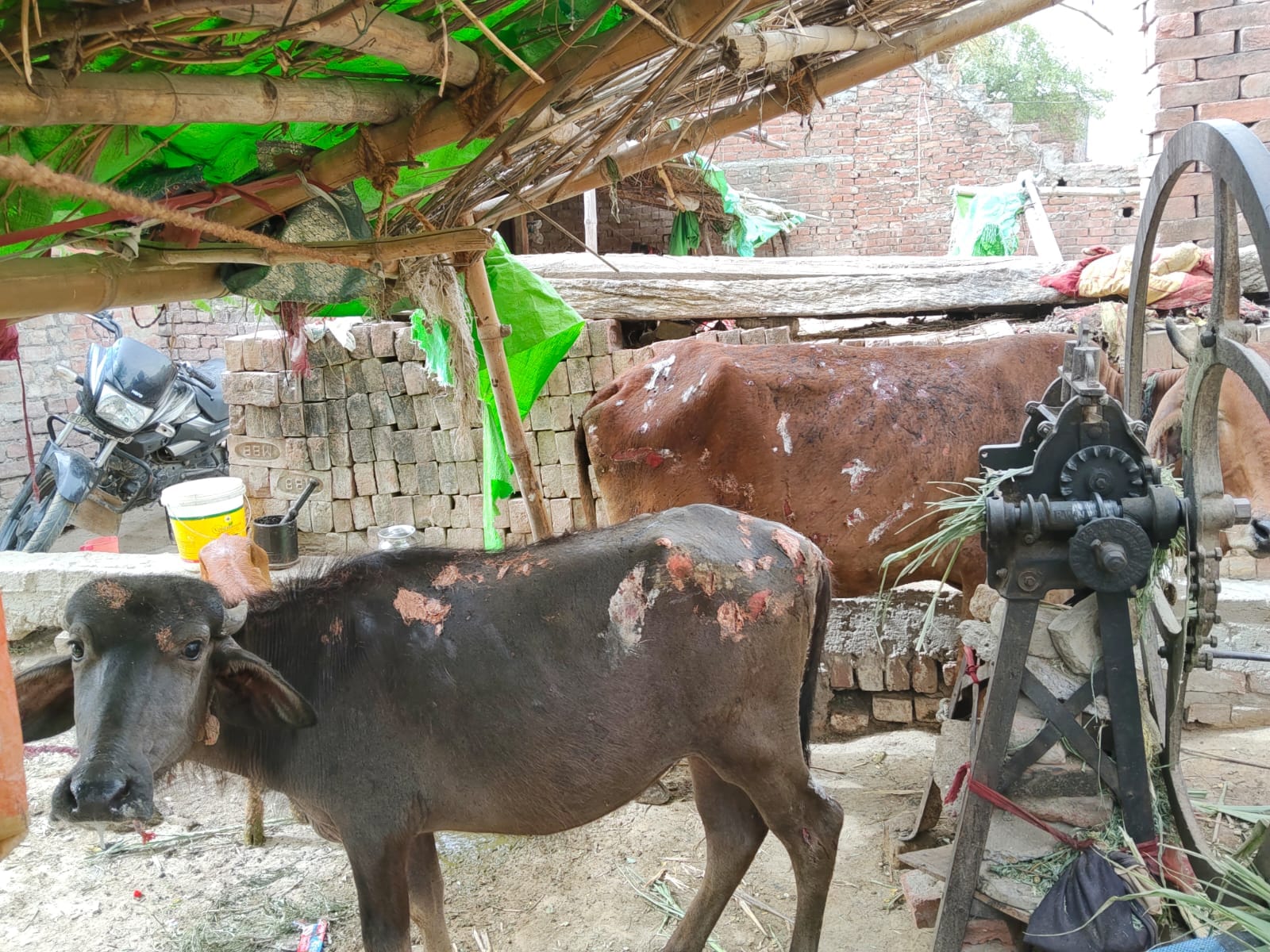 आग की चपेट में आकर झूलसे मवेशी। संवाद,