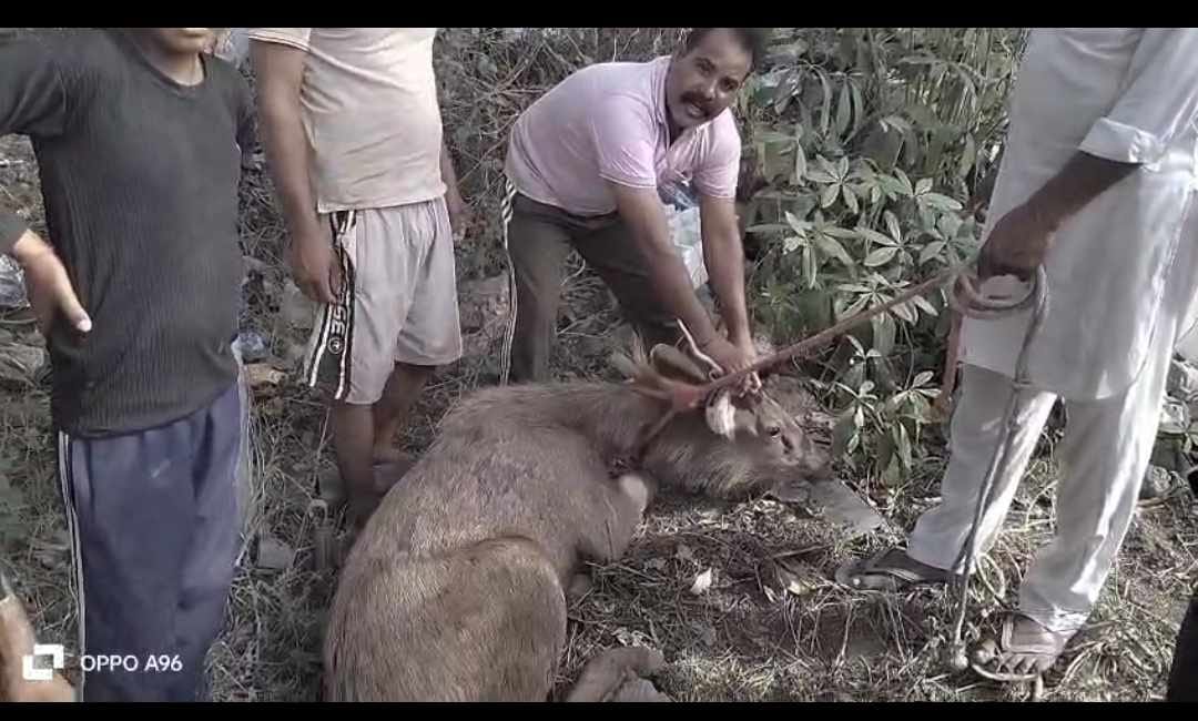 Rare Sambar deer found, rescued and sent to Hisar