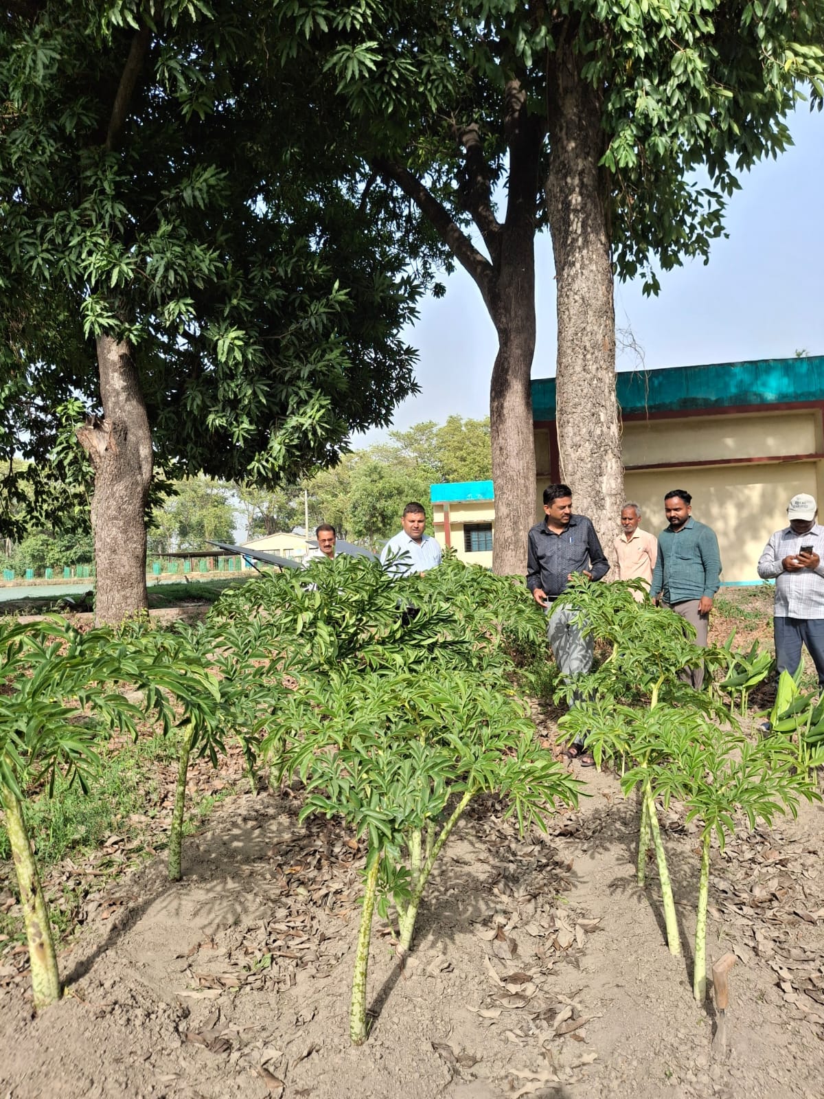 Information regarding the cultivation of Suran is being provided by Crop Cafeteria