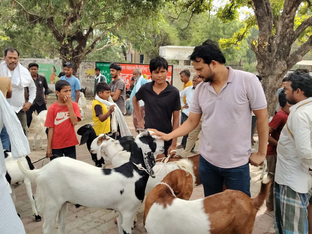 Totapari goat is the most popular, price reaches up to 40 thousand
