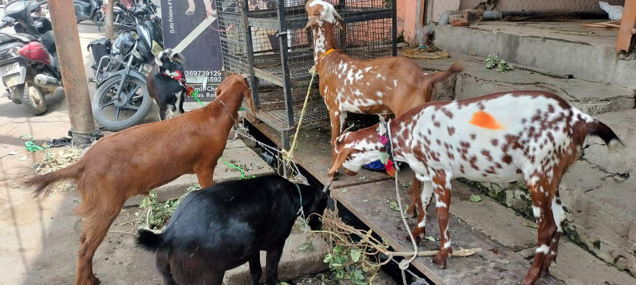 A Decorated Market for Goats... High Demand for Jamnapari and Desi Goats