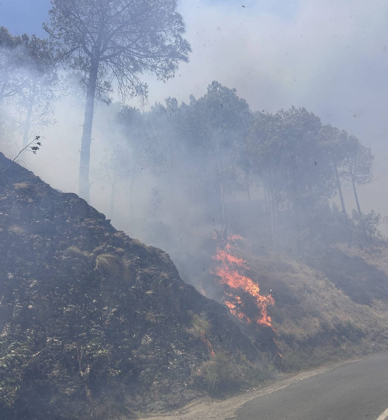 Fire breaks out in Nithar forest, engulfing pine trees and wildlife