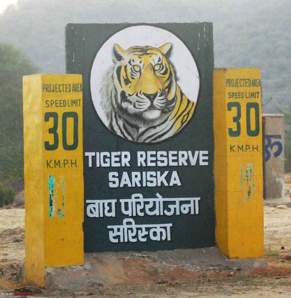 राजस्थान: सरिस्का में बाघ एसटी-15 और शावक लापता, वन विभाग की बढ़ी चिंता