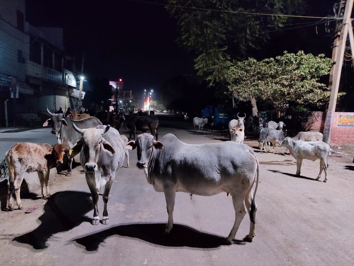 Gathering of animals on the roads, fear of accidents