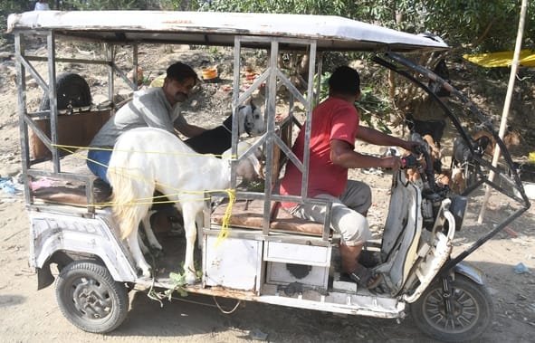 Sarthak and Shah Rukh Become the Center of Attraction; Crowds Flock to the Khadra Goat Market.
