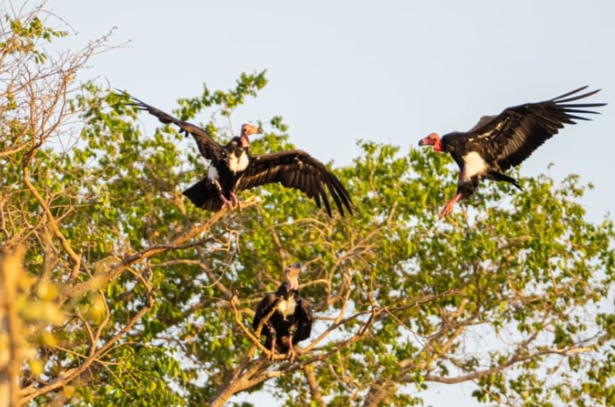 Vultures were counted for the first time using a special mobile app, and 836 were found.