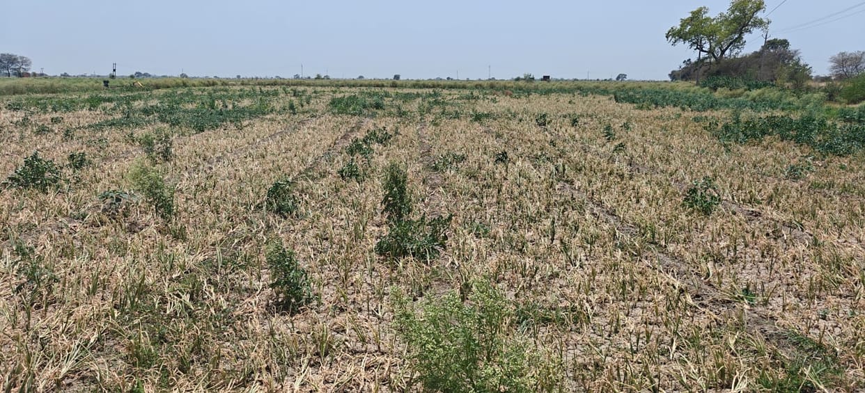 Onions brought tears to the eyes of farmers