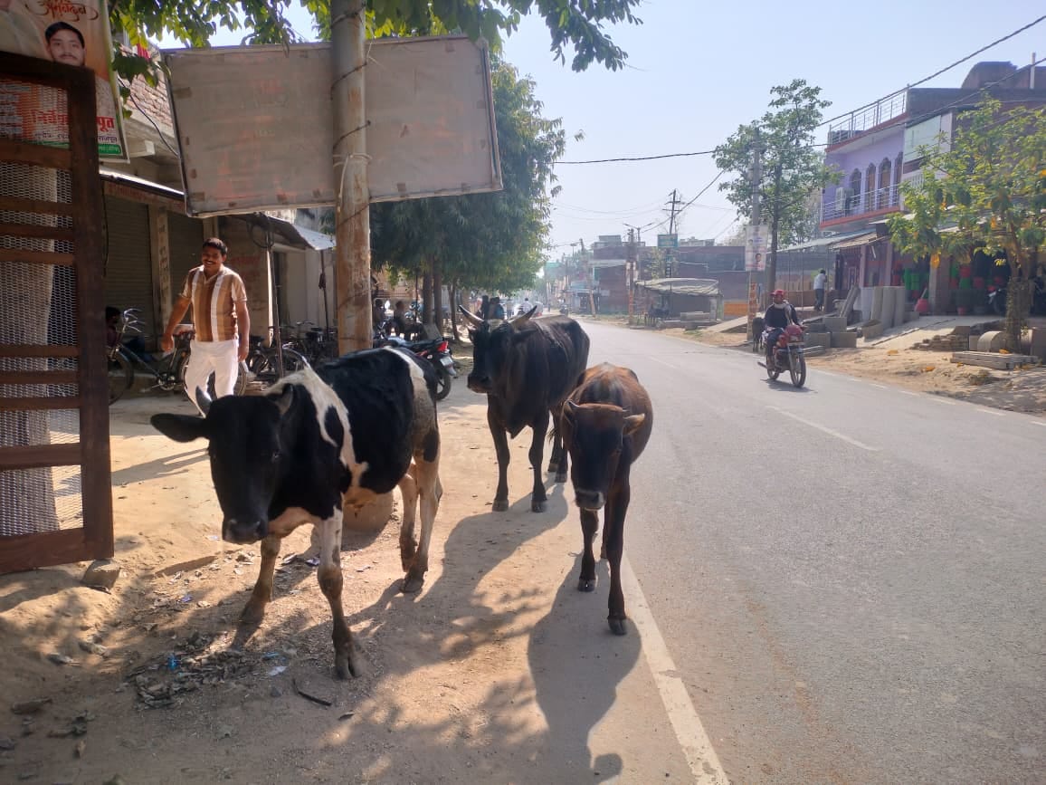 Kanha cowshed is ready, yet cattle are roaming on the road