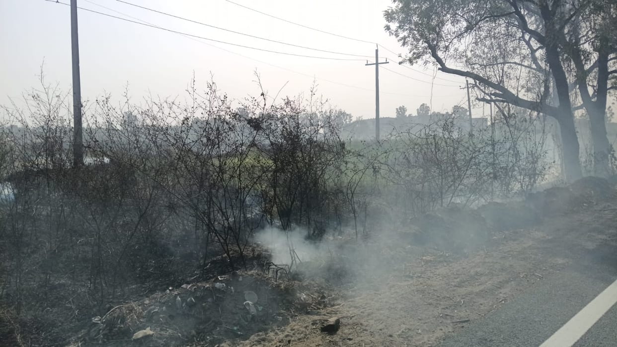 Many roadside trees were burnt in the fire.