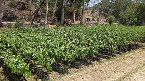 Tree-Planting Target Reduced; Saplings Will No Longer Be Provided Free of Cost