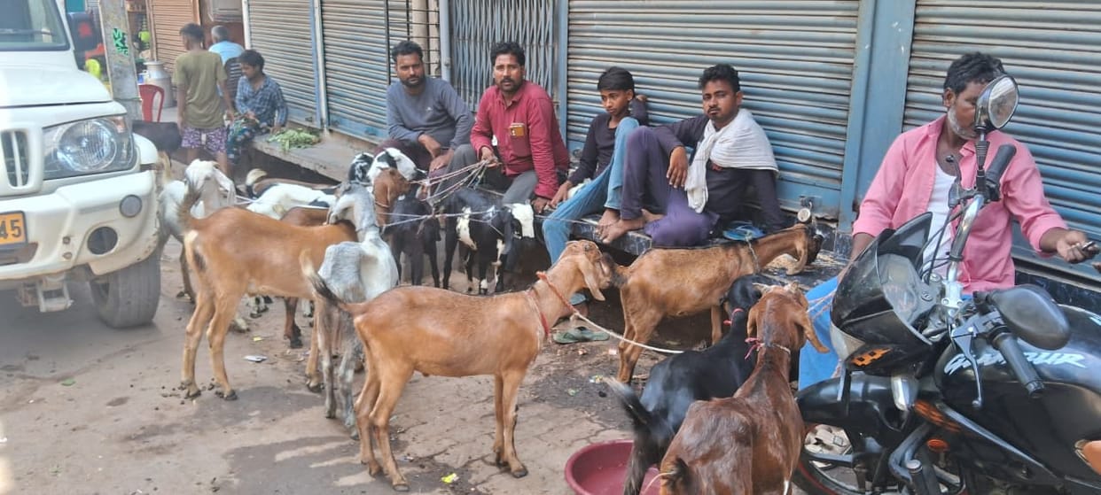 Big shopping of sevai with Rajasthani goats