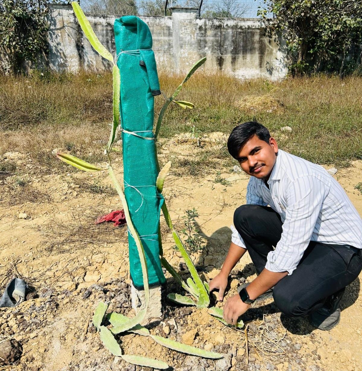 Dragon fruit is grown in the hope of lower cost and better income
