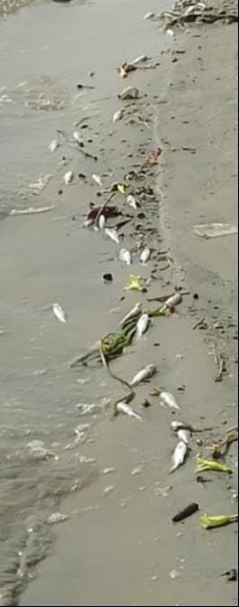 Thousands of fish died due to a lack of oxygen at the Ganga Ghat.
